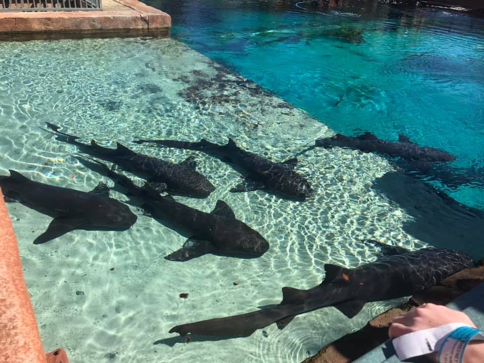 How to get a Free Atlantis Bahamas Vacation Affordable Family Travel