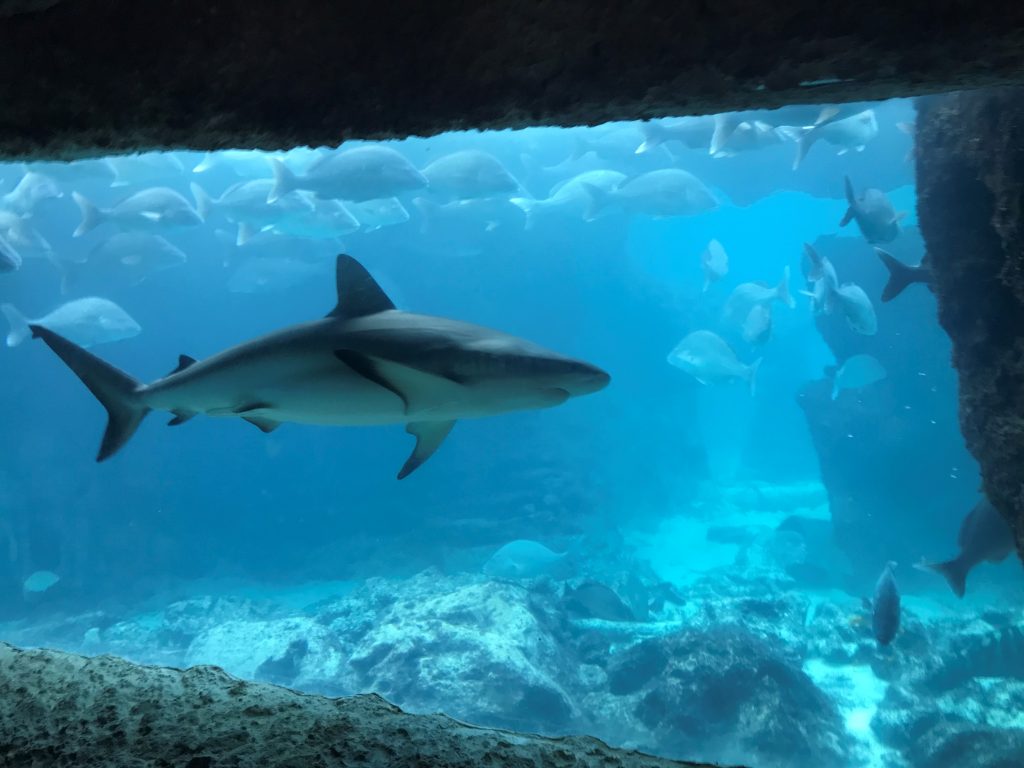 Shark at Atlantis Paradise Island Bahamas