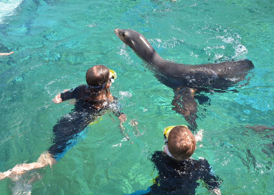 Sea lion Encounter at Atlantis Paradise Island Bahamas