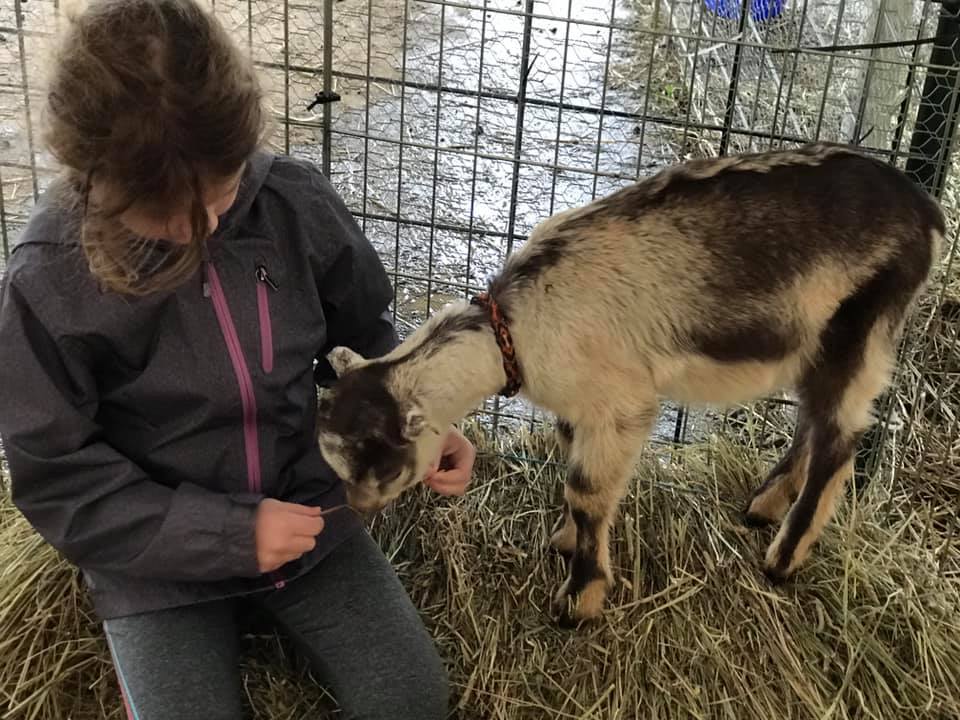 Budget Activities: The Best Capital Region Farms with Kids