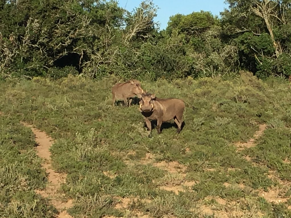 Addo Elephant National Park