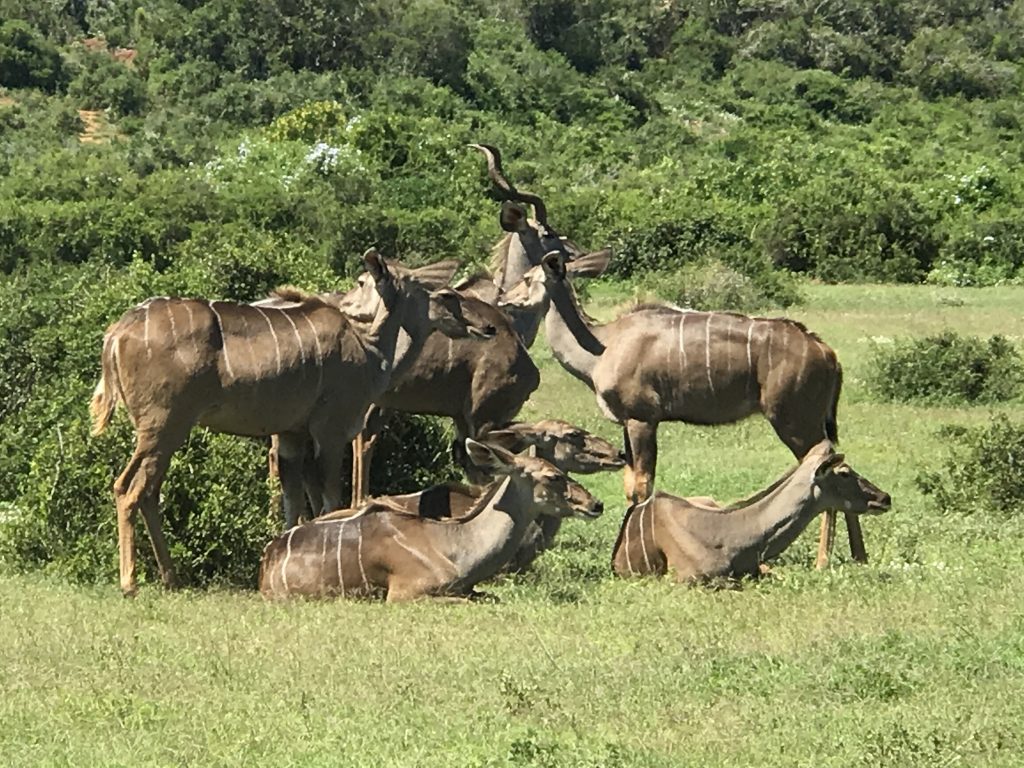 Addo Elephant National Park