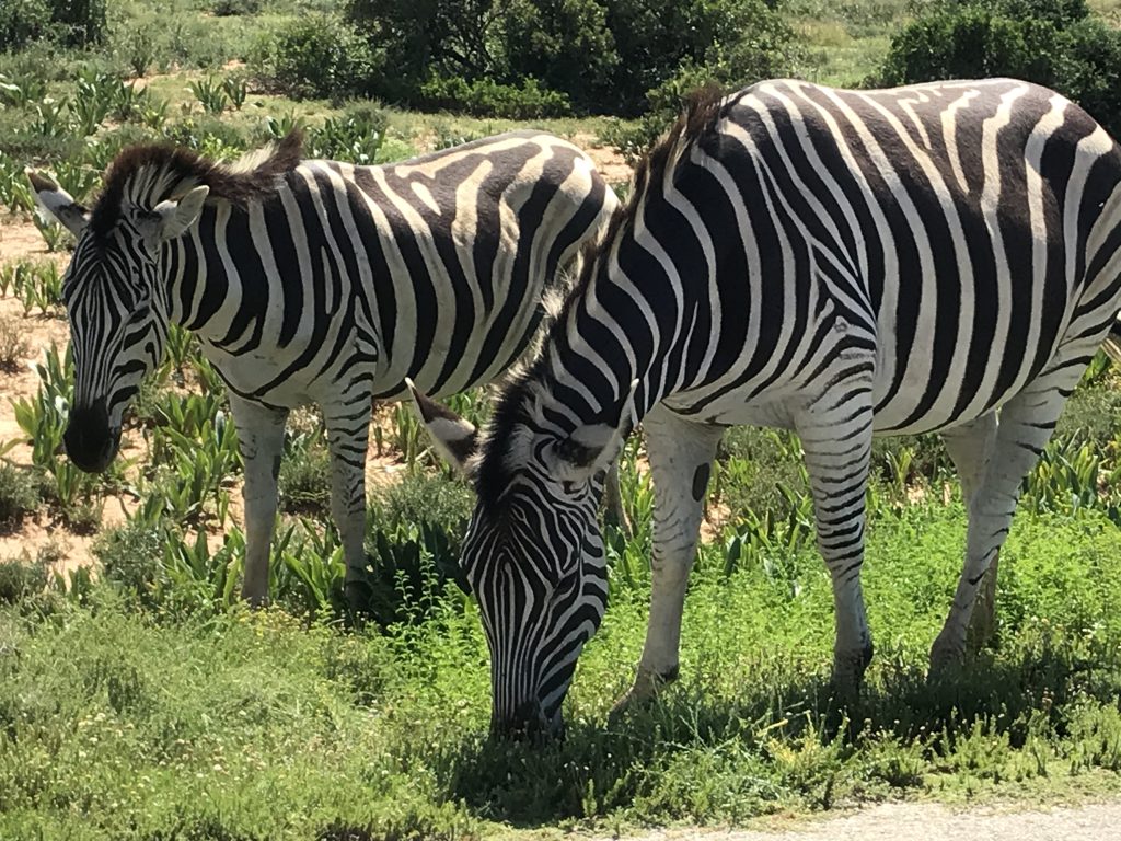 Addo Elephant National Park