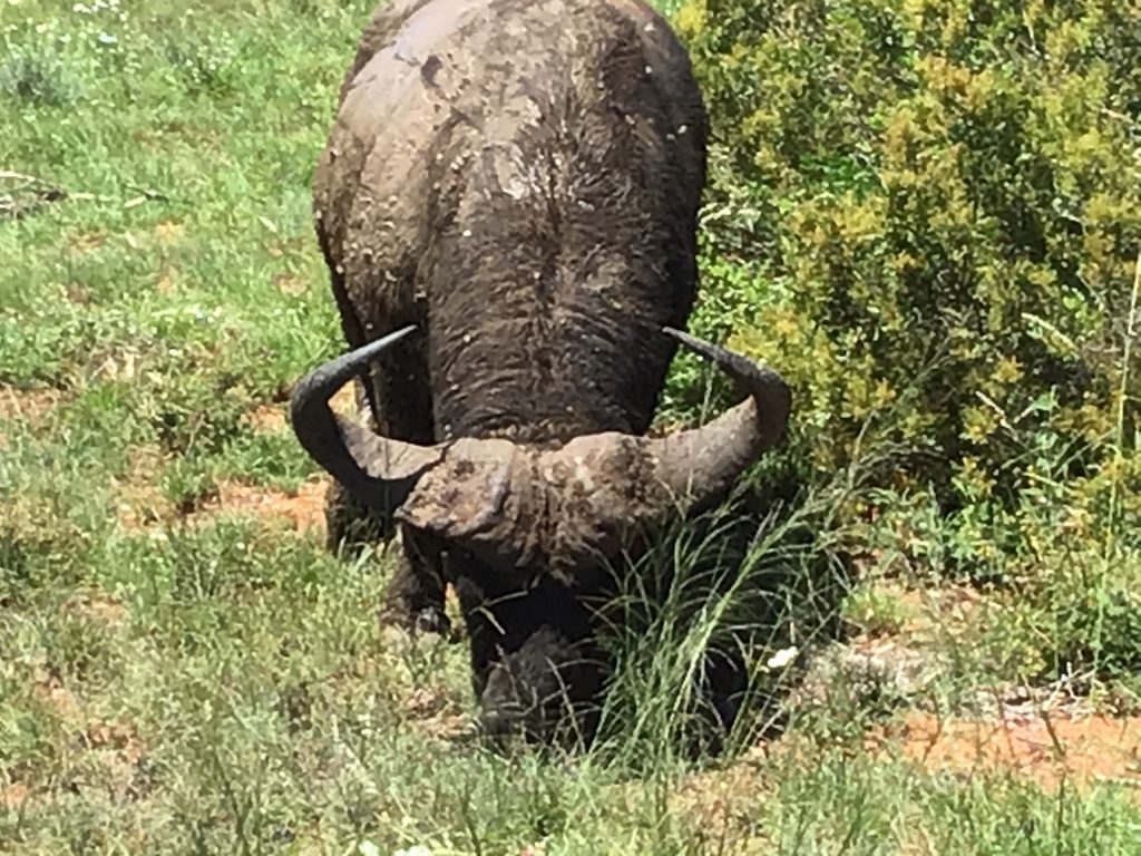 Addo Elephant National Park