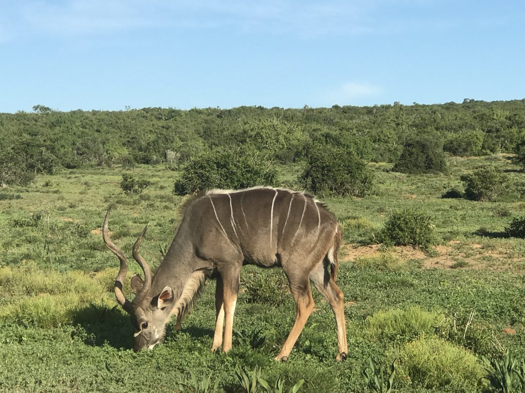 Addo Elephant National Park