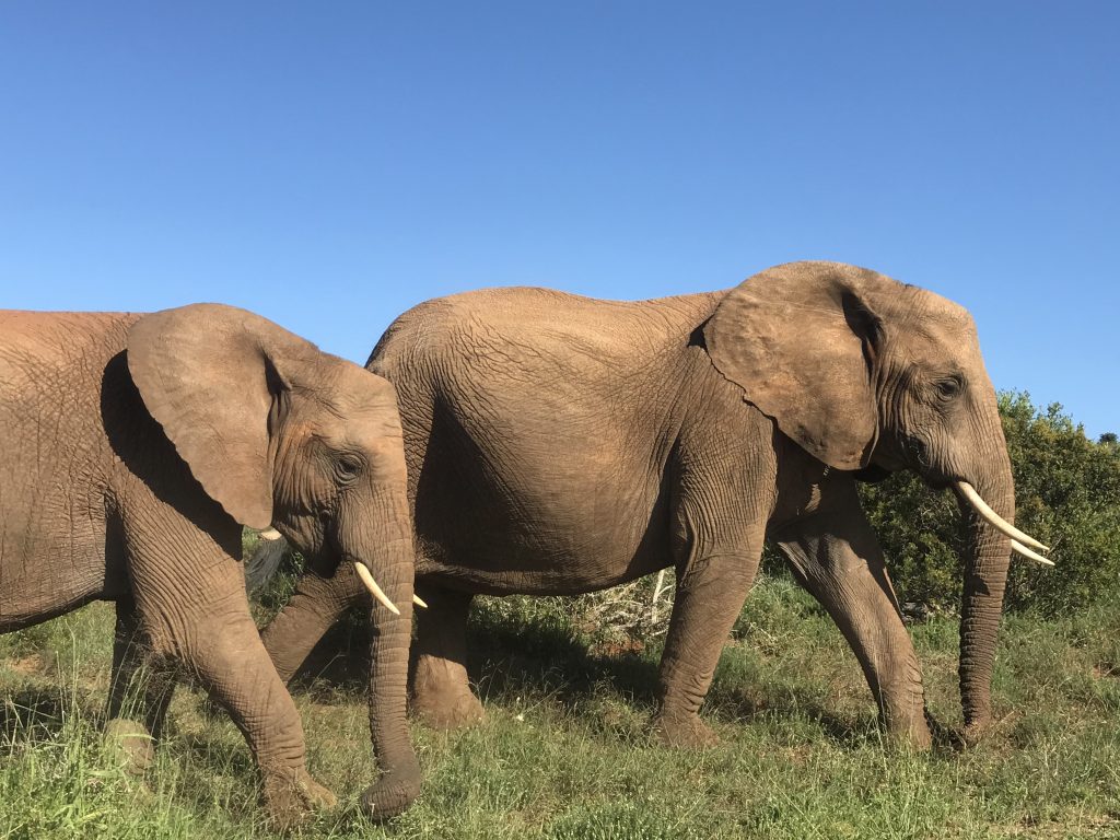 Addo Elephant National Park