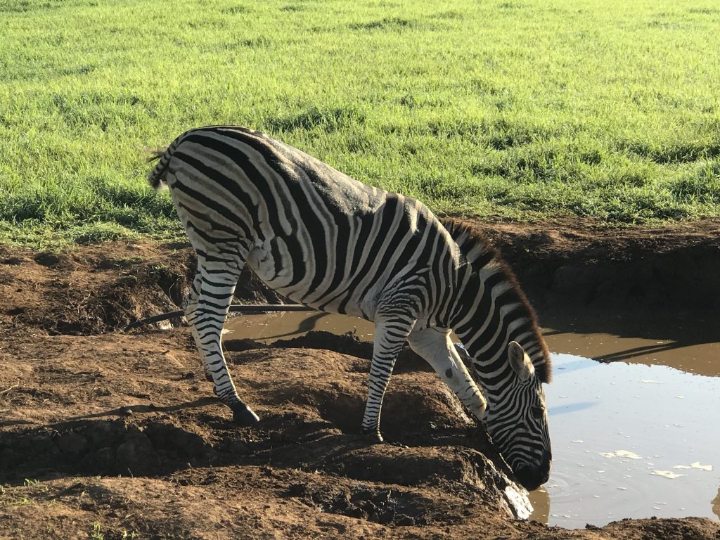 Addo Elephant National Park