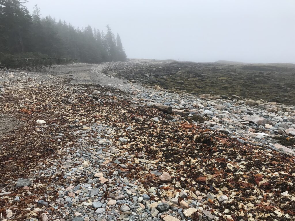 Acadia National Park on a Budget Northeast Road Trip with Kids