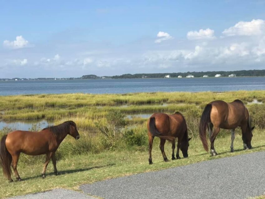 things to do in Assateague National Seashore with kids