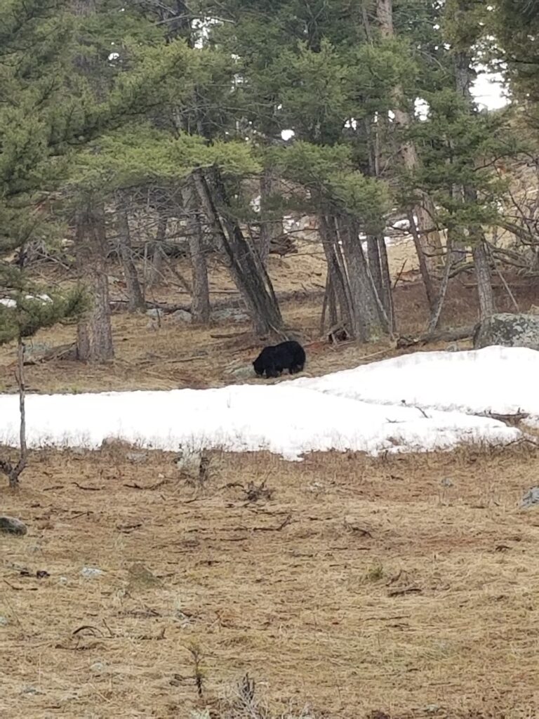 20 Things to do In Yellowstone National Park with Kids