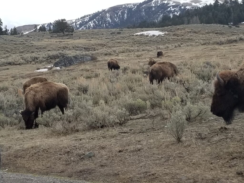 20 Things to do In Yellowstone National Park with Kids