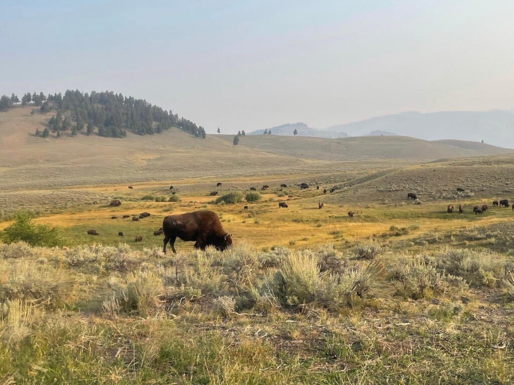 Yellowstone National Park with kids